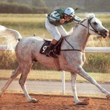 Crusader 1990 Arabian Stallion.