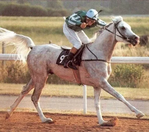 Crusader