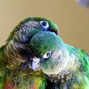 Maroon-bellied Conure