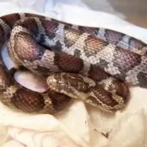 Corn Snake