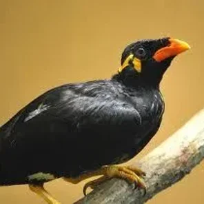 Enggano