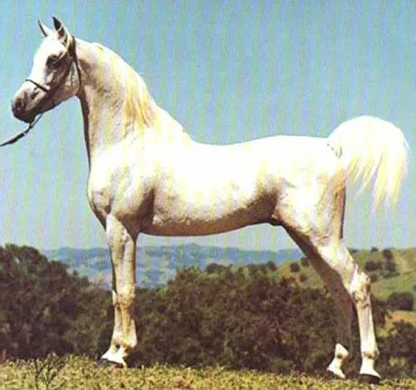 Anwarr