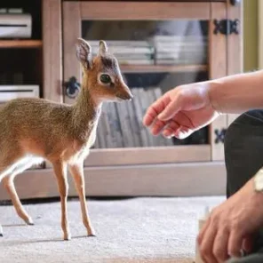 Keepers Raise Tiny Dik Dik at Pueblo Zoo