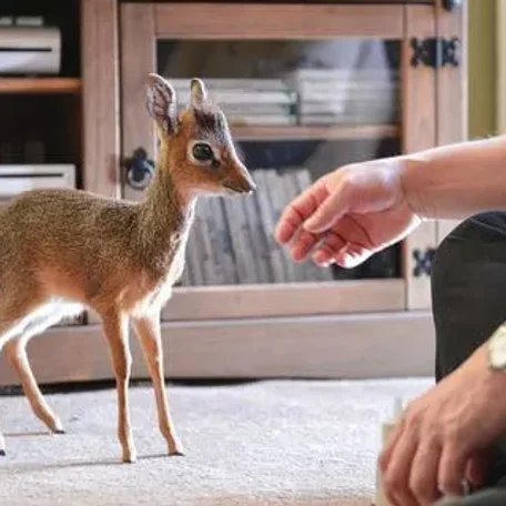Keepers Raise Tiny Dik Dik at Pueblo Zoo