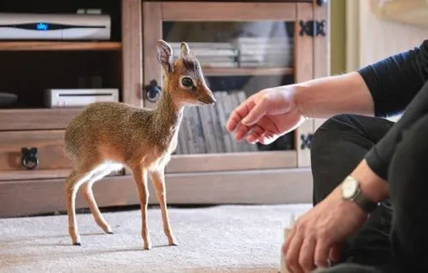 Keepers Raise Tiny Dik Dik at Pueblo Zoo