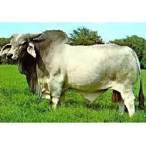 Brahman