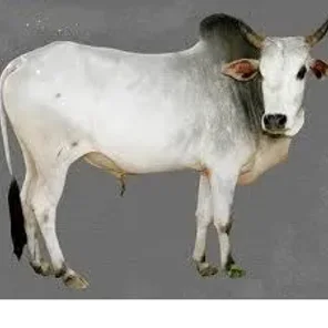 Kerighar