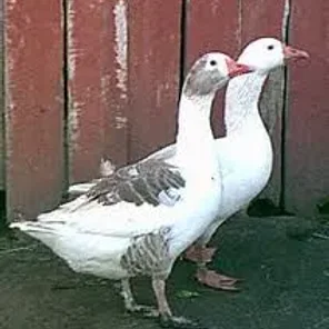 Shetland Goose