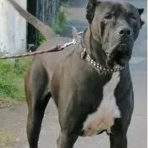 Bully Kutta