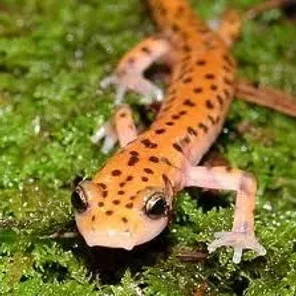 Salamander Suave