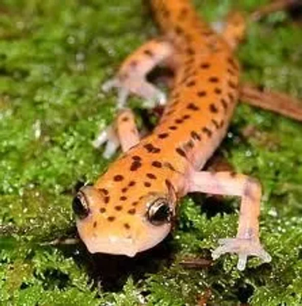 Salamander Suave