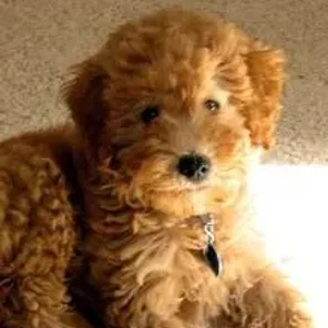 Whoodle (Designer Dog)