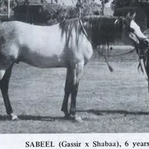 SABEEL
