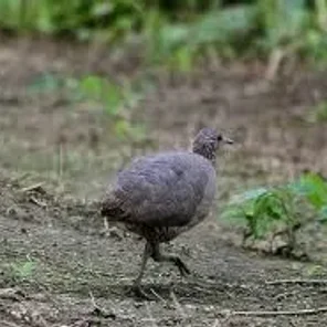 Udzungwa Forest Partridge