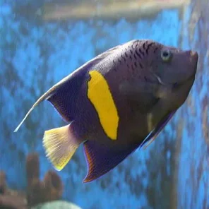 Angelfish Large
