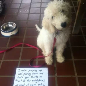 Naughty Dogs