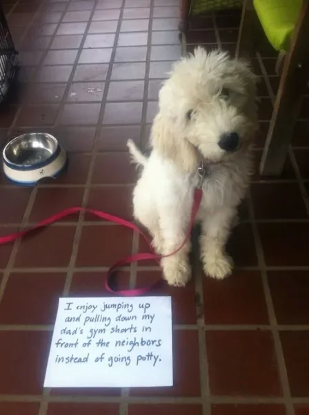 Naughty Dogs