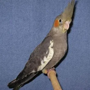 Gray Cockatiel