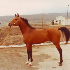 NAFTALIN