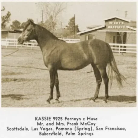 Kassie