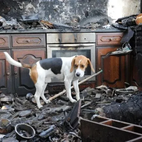 Also receiving PDSA's Gold Medal was five-year-old Beagle, Frodo, who turned life-saver one night in June 2008 when fire swept through the family home in St Bees, Cumbria. Smoke alarms in the house were faulty but Frodo woke everyone to safety