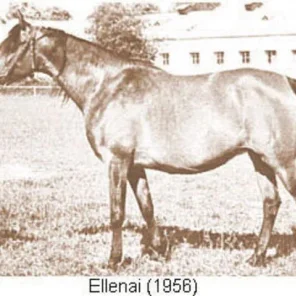 Ellenai