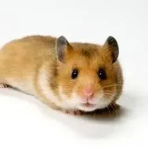 Syrian (Golden)