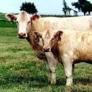 Charolais