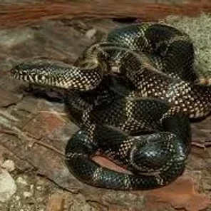 Kingsnake