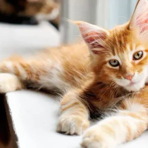 11 Things No One Tells You About Owning a Cat