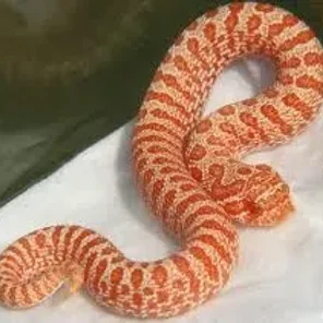 Hognose Morph