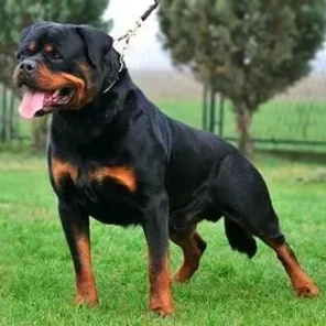 Rottweiler - # 10 Favorite Breed