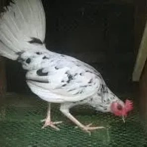 Dalmatian Hen
