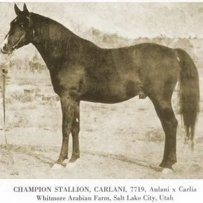 Carlani