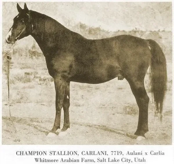 Carlani