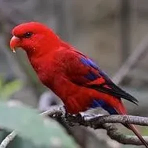 Red Lory