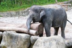 Creative Creatures: 10 Animals That Use Tools