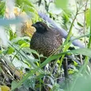 Black-fronted Wood Quail