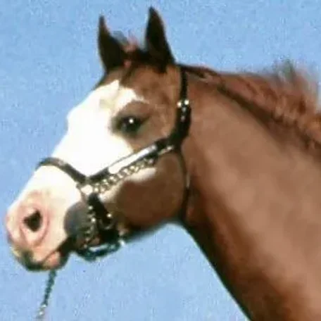 Markings on horses usually are distinctive white areas on an otherwise dark base coat color. Most horses have some markings, and they help to identify the horse as a unique individual.
