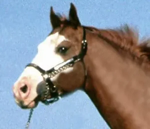 Markings on horses usually are distinctive white areas on an otherwise dark base coat color. Most horses have some markings, and they help to identify the horse as a unique individual.