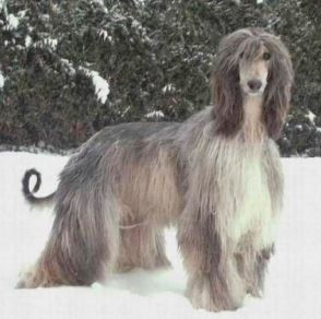 Afghan Hound