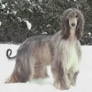 Afghan Hound