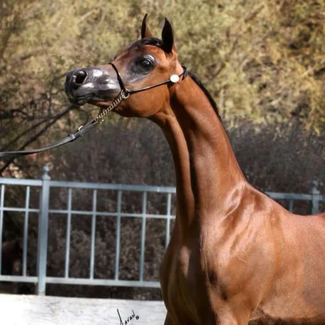 Dominic M: Unanimous Champion Scottsdale Signature Stallion Yearling Colt