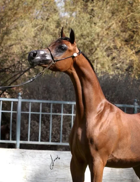 Dominic M: Unanimous Champion Scottsdale Signature Stallion Yearling Colt
