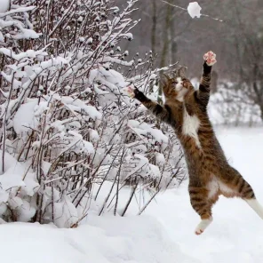 Animals in Winter We Domesticate