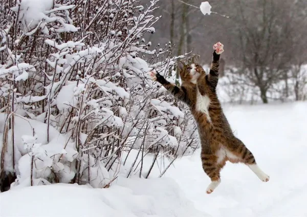 Member pets in Winter