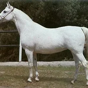 Leliwa