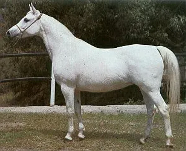 Leliwa