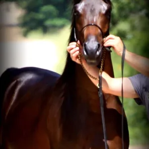 PRINCE VALENTINO MWR