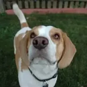Beagleman (Designer Dog)